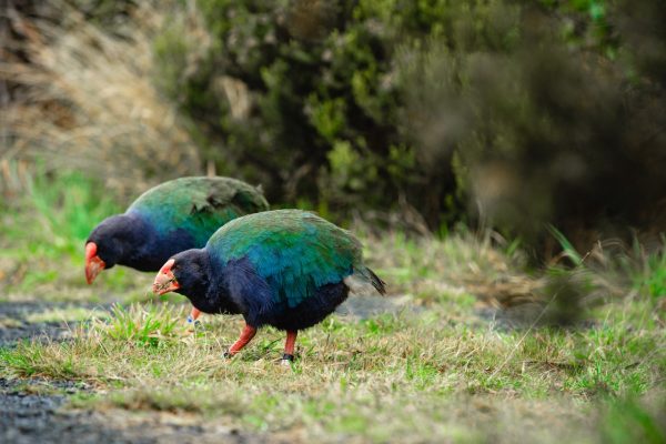 Orokonui Ecosanctuary and Coastal Tour - 6 hours - Image 10