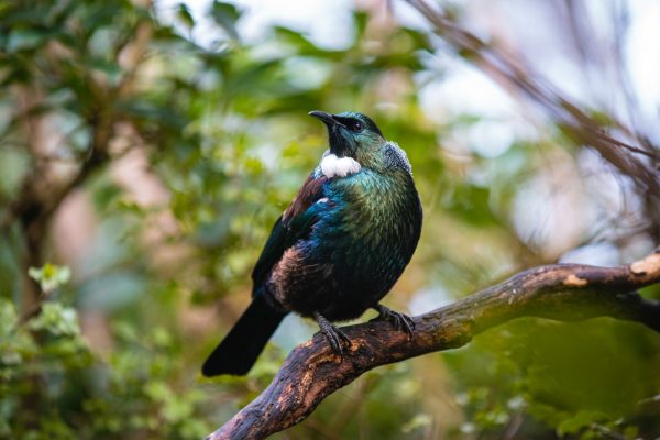 Orokonui Ecosanctuary and Coastal Tour - 6 hours - Image 2